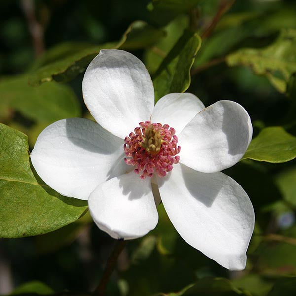 Magnolia Seoboldii - Flower