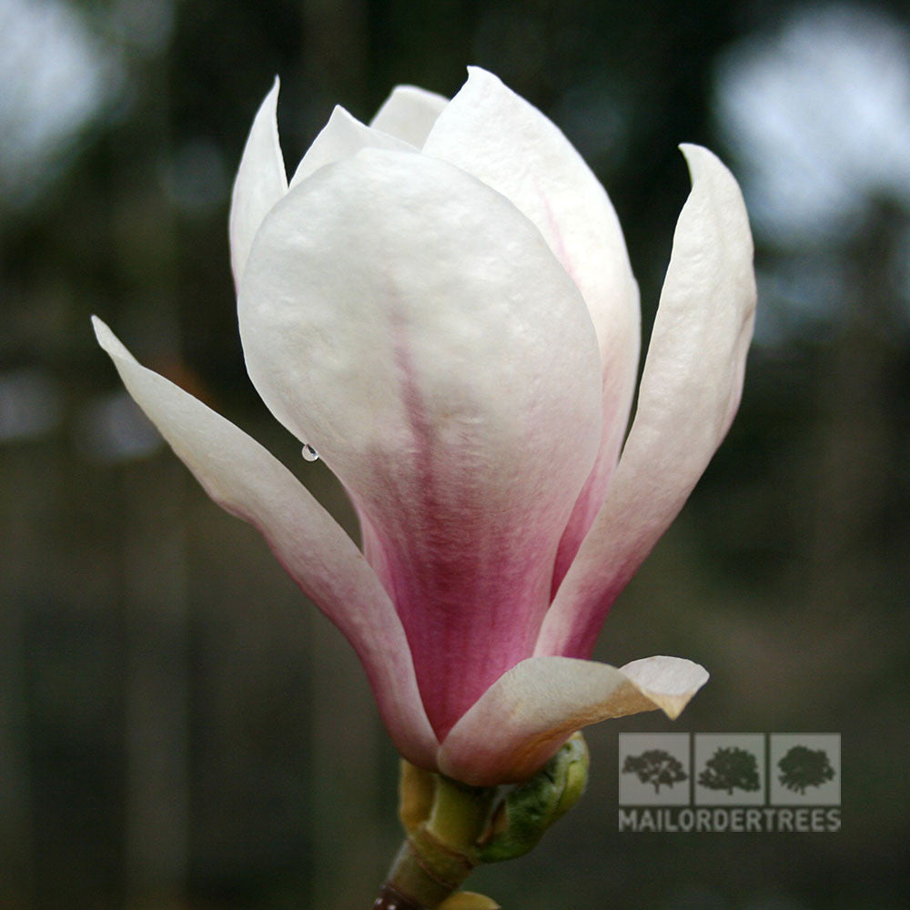 Magnolia soulangeana - Flower