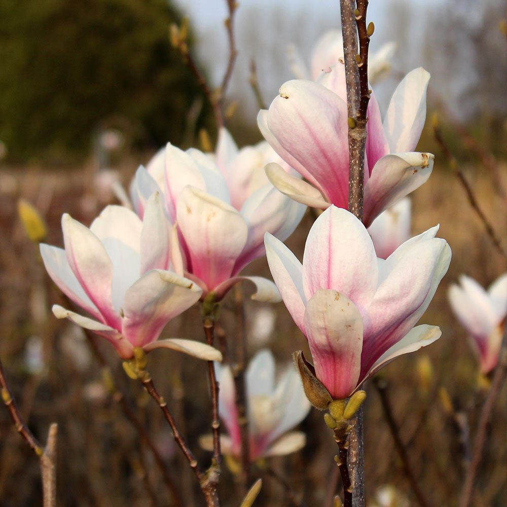 Magnolia soulangeana - Flowers