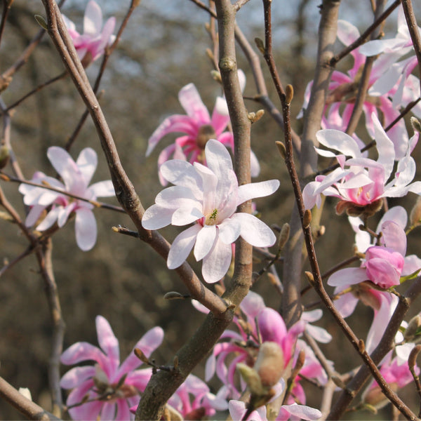 Magnolia stellata Rosea - Star Magnolia