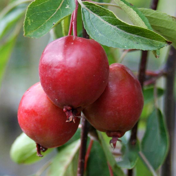Malus Cheal's Weeping - Fruits