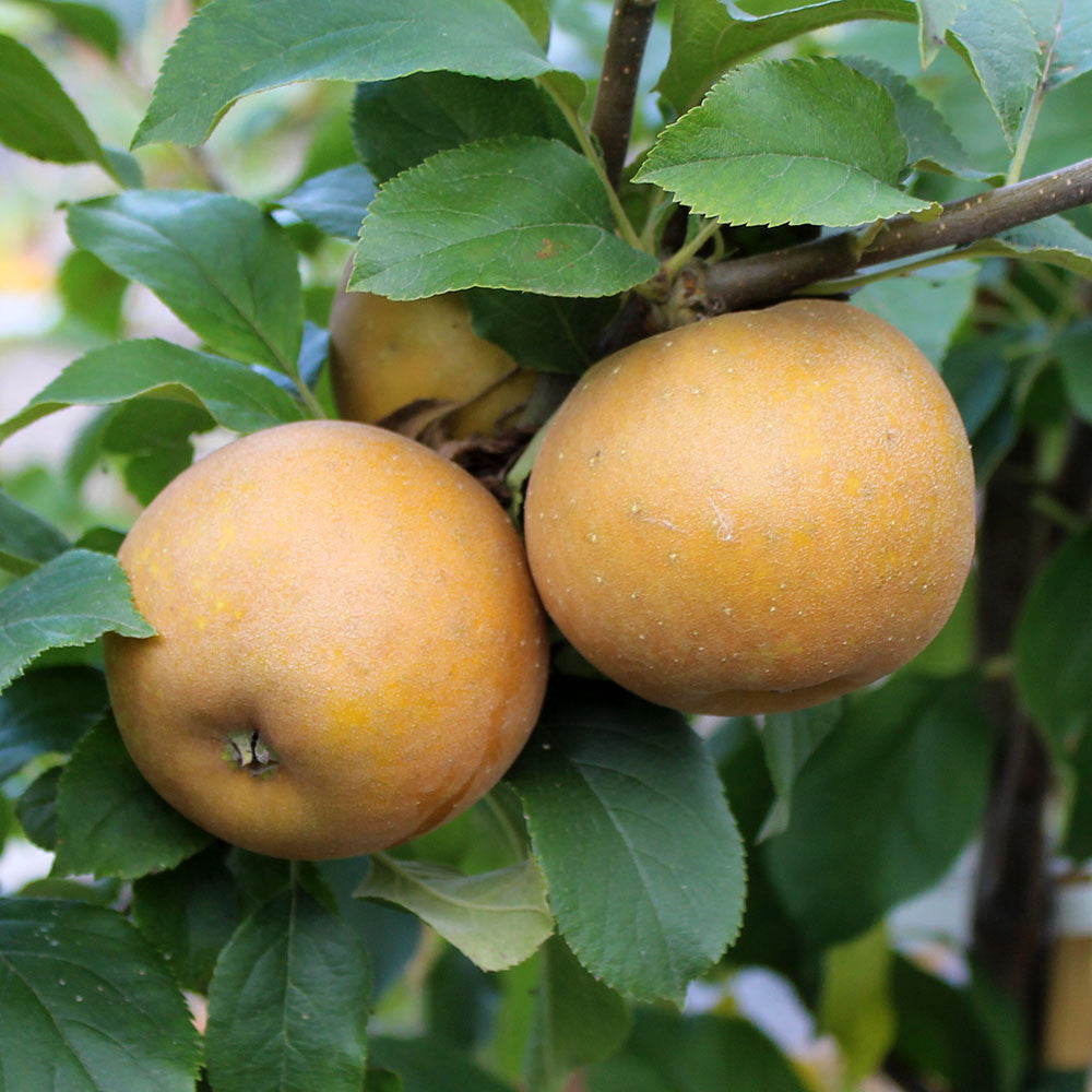 Malus Egremont Russet - Fruits