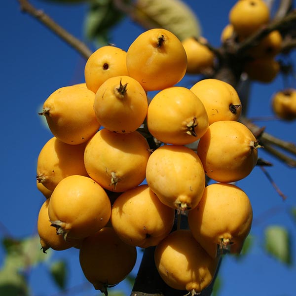 Malus Golden Gem - Fruits