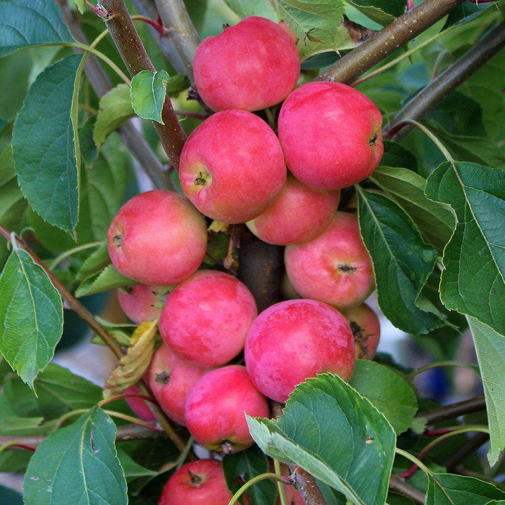 Malus Jelly King - Fruits