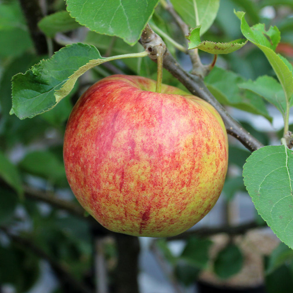 Malus Jonagold - Fruit