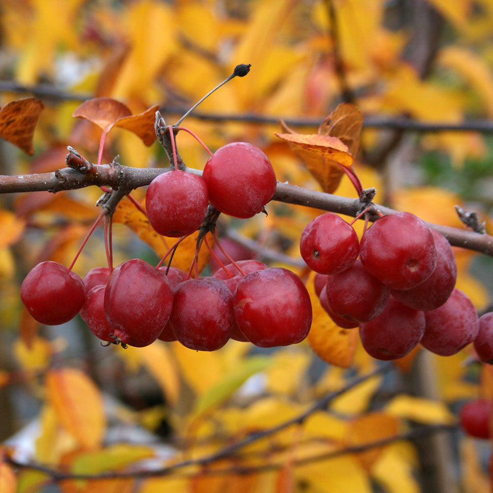 Malus Red Sentinel - Fruits
