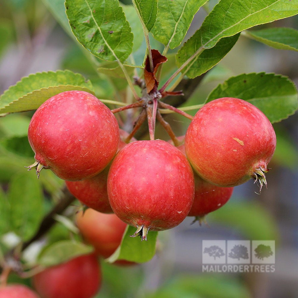 Malus Rosehip - Berries