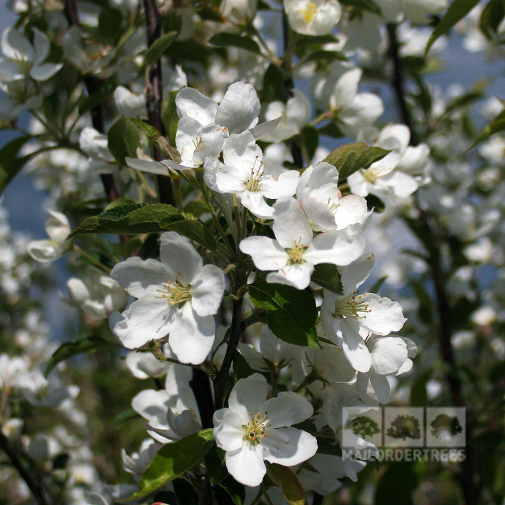 Malus hupehensis - Flowers