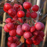 Malus x robusta - Fruits
