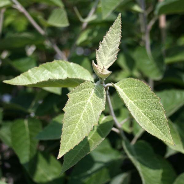 Malus tschonoskii - Foliage