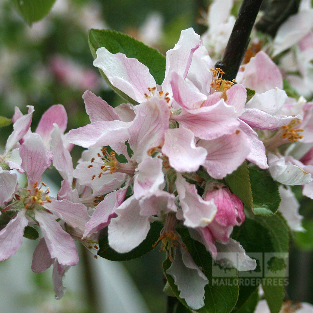 Malus Chivers Delight - Flowers