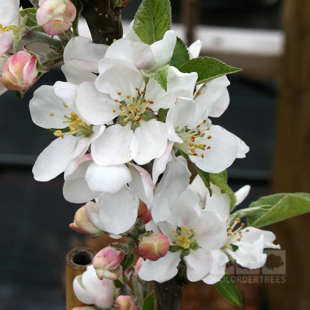 Malus Discovery - Flowers