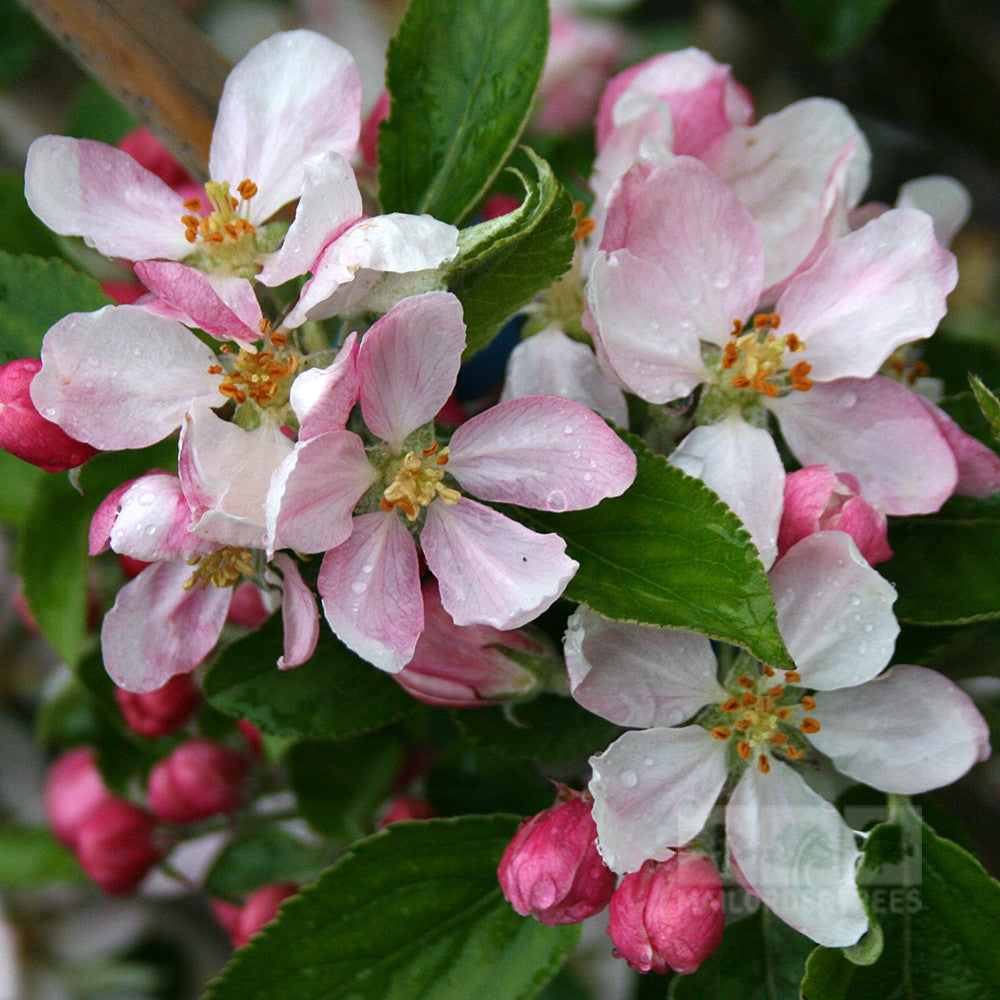 Malus Herefordshire Russet - Flowers