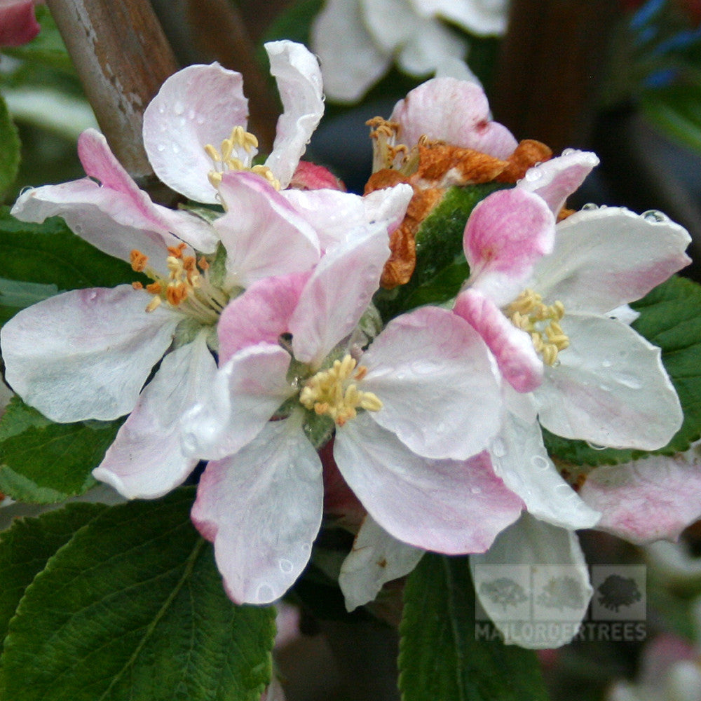 Malus Red Windsor - Flowers
