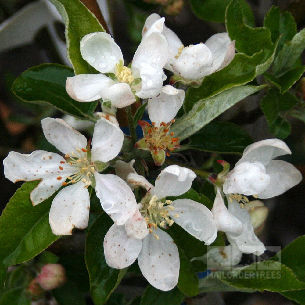 Malus Worcester Pearmain - Flowers