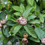 Mespilus Nottingham - Fruit