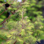 Metasequoia glyptostroboides - Foliage