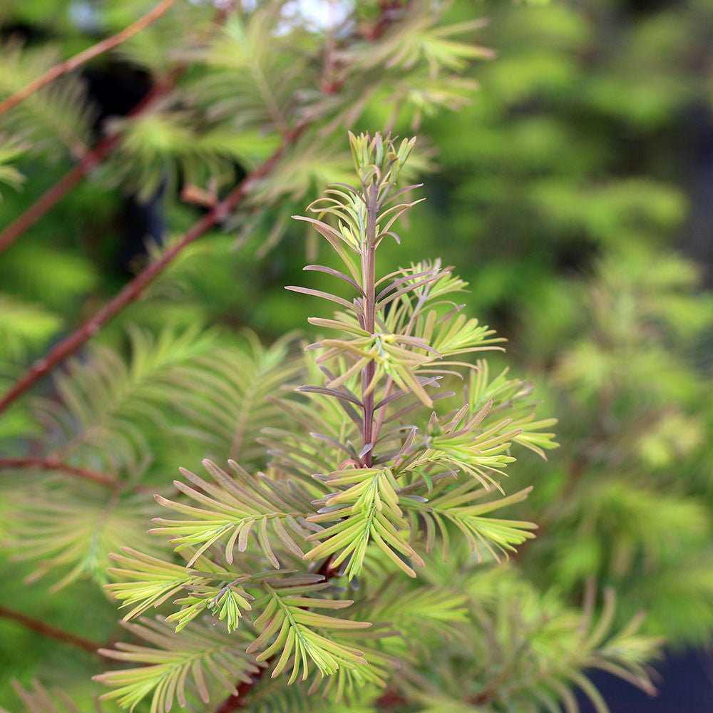 Metasequoia glyptostroboides - Foliage