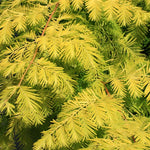 Metasequoia Goldrush - Foliage