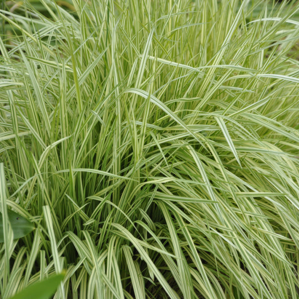 Molinia Variegata - Variegated Purple Moor-Grass