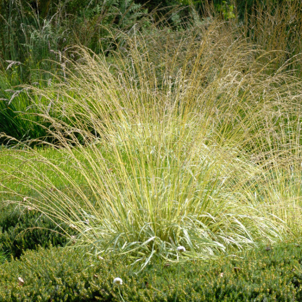Molinia Variegata - Variegated Purple Moor-Grass