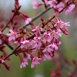 Prunus Okame - Flowers