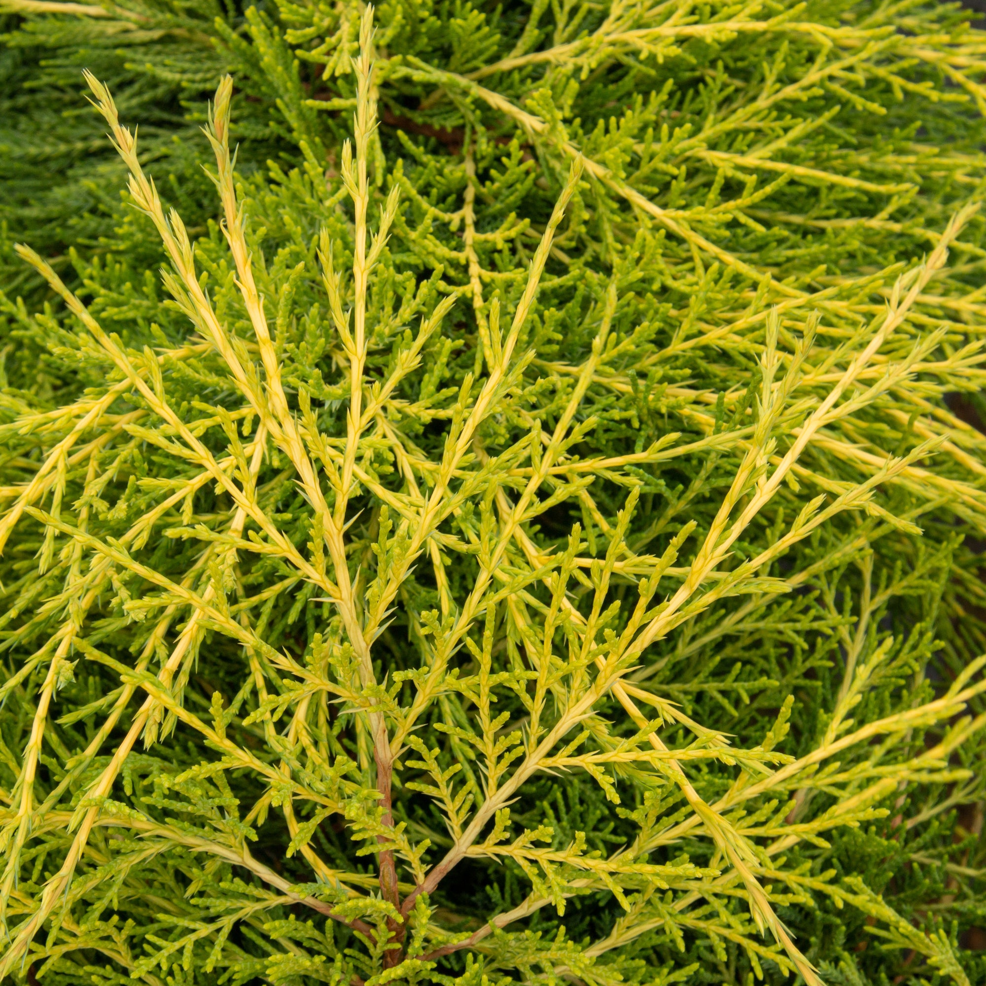 Juniperus x media Old Gold - Pfitzer Juniper