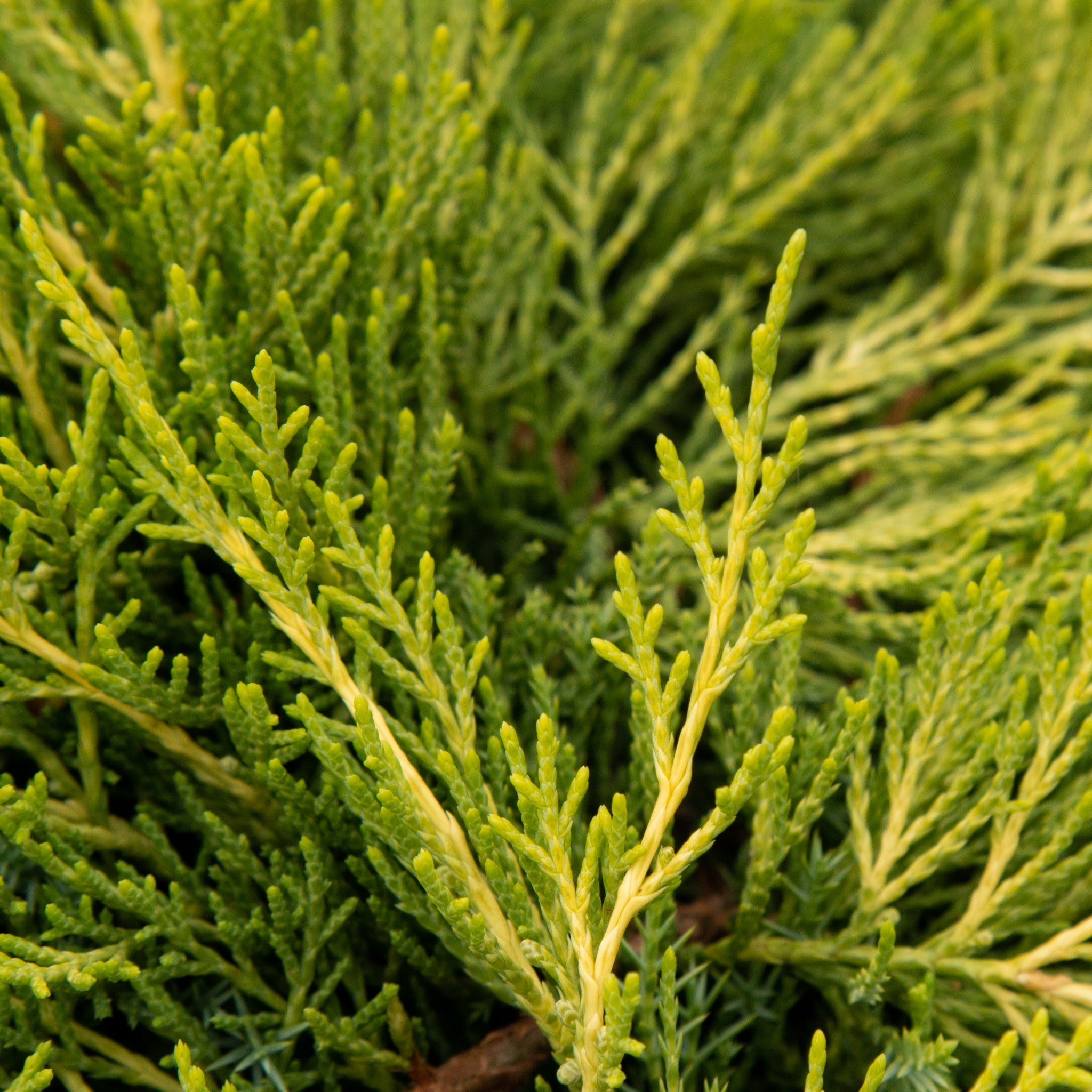 Juniperus x media Old Gold - Pfitzer Juniper