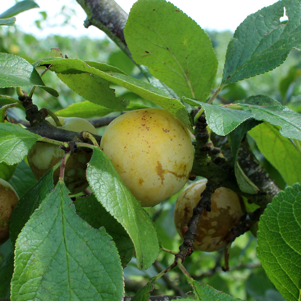 Prunus Oullins Golden Gage - Fruit