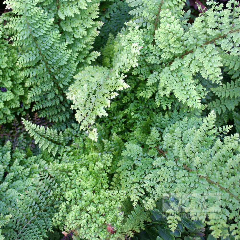 Polystichum Plumosum Densum - Foliage