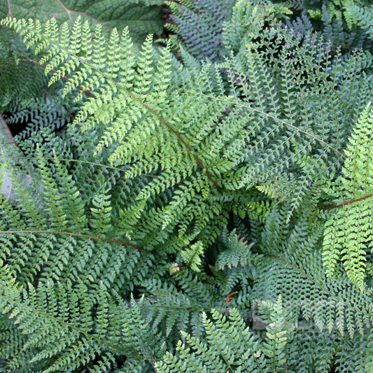 Polystichum setiferum proliferum - Soft Shield Fern