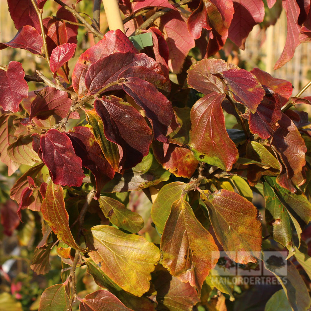 Parrotia persica - Autumn Foliage