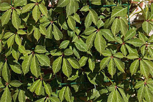 Parthenocissus henryana - Foliage