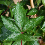 Parthenocissus engelmannii - Foliage