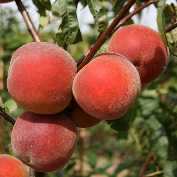 Prunus Peregrine - Fruits