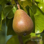 Pyrus Beurre Hardy - Fruit