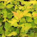 Physocarpus Dart’s Gold - Foliage
