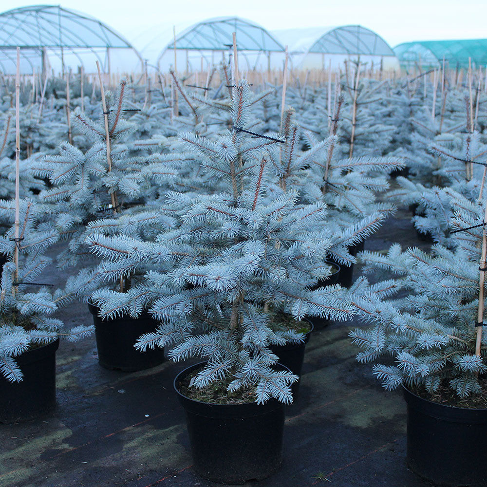 Picea pungens Edith - Colorado Spruce Edith Mail Order Trees