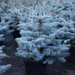 Colorado Spruce Thume