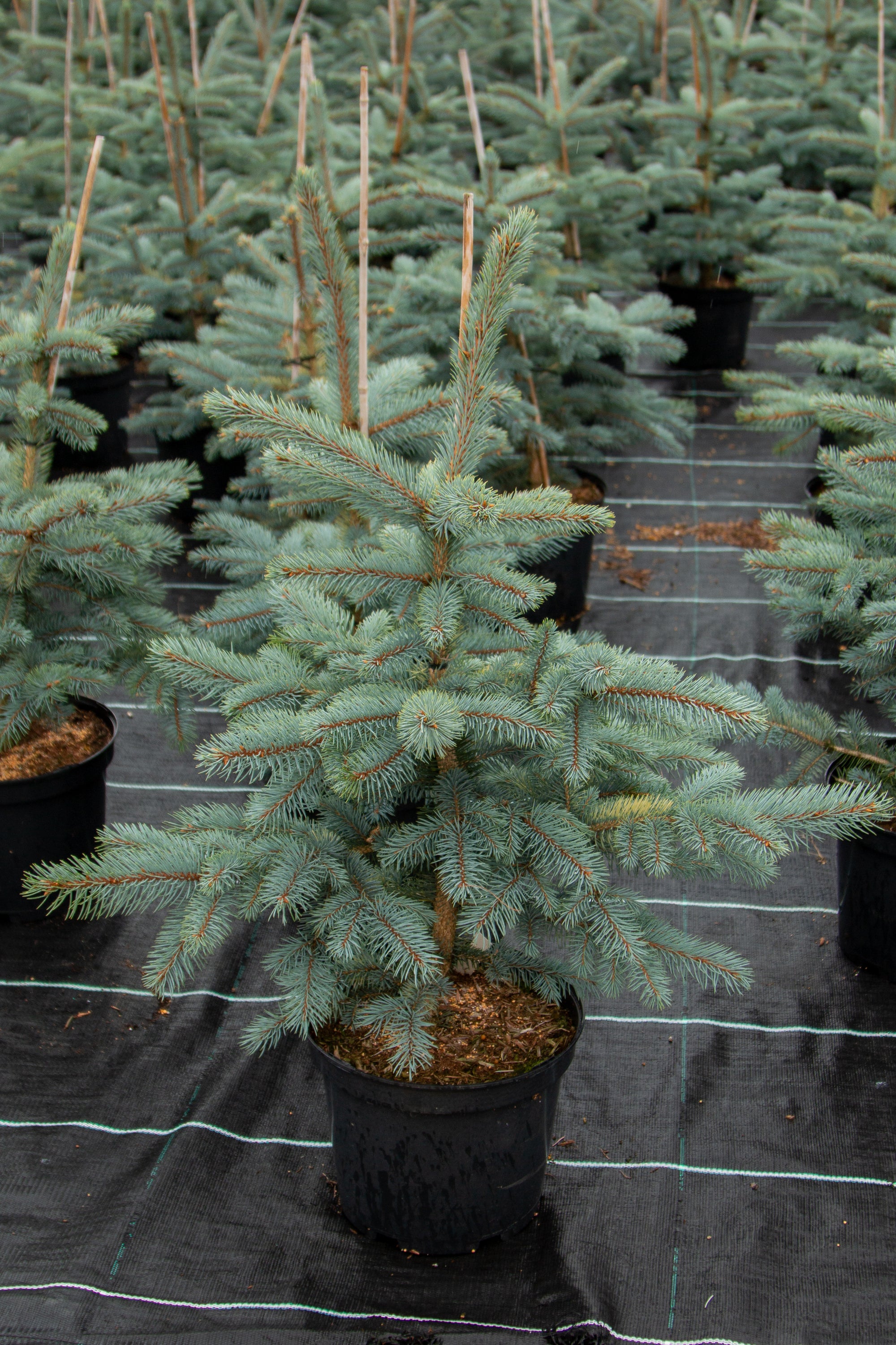 Picea pungens Baby Blue Eyes - Colorado Spruce