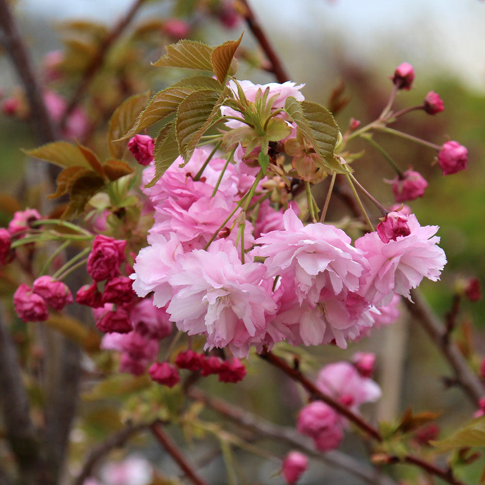 Prunus Pink Perfection - Flowers