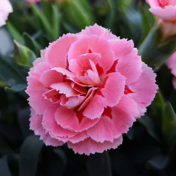 Dianthus Doris - Pink Doris