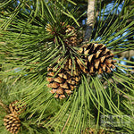 Pinus sylvestris - Cones