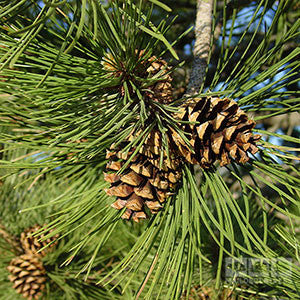 Pinus sylvestris - Cones