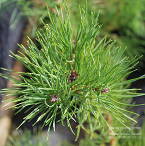 Pinus sylvestris - Foliage