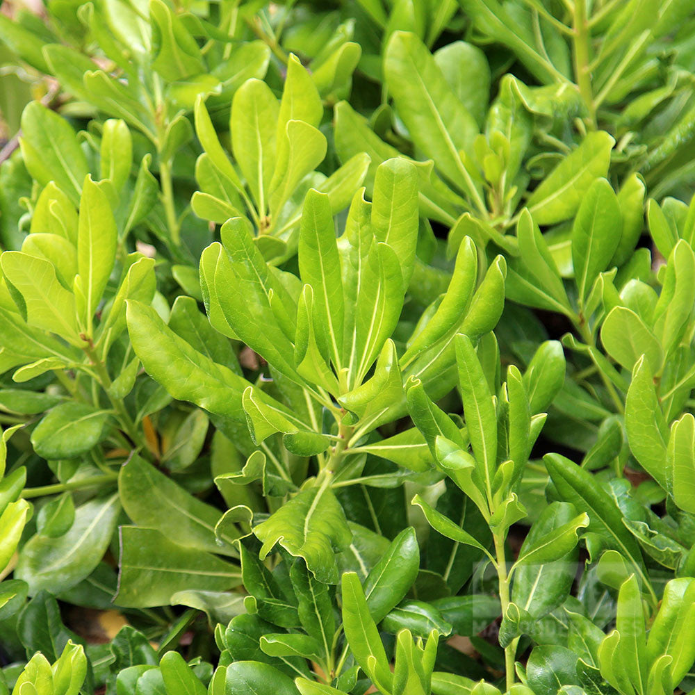 Pittosporum tobira - Foliage