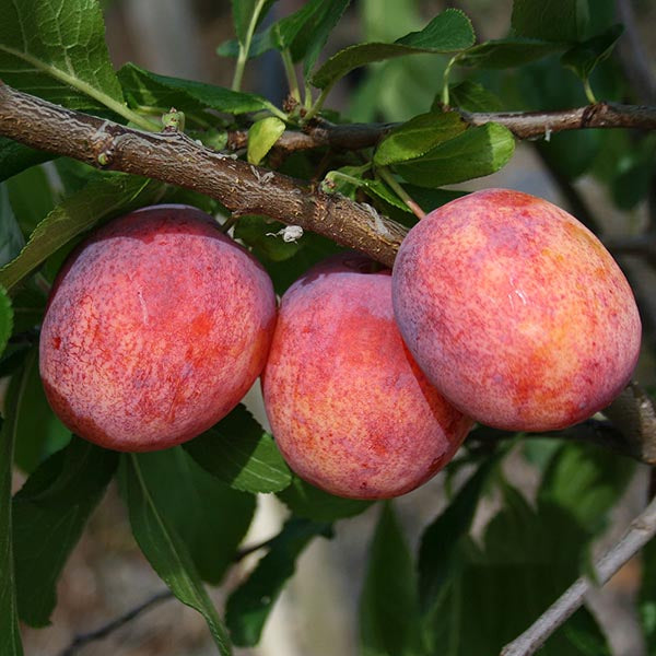Prunus Avalon - Fruits