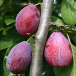 Prunus Giant Prune - Fruits