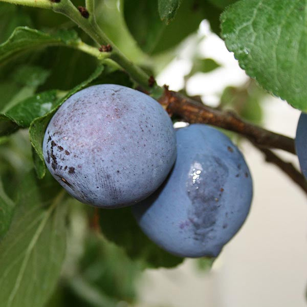 Prunus Czar - Fruits