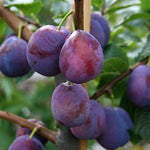 Prunus Excalibur - Fruits